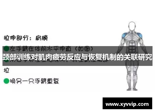 颈部训练对肌肉疲劳反应与恢复机制的关联研究